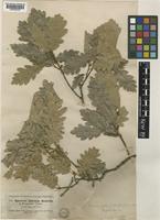 Quercus petraea (Matt.) Liebl. [family FAGACEAE]