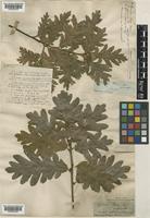 Quercus pyrenaica Willd. [family FAGACEAE]