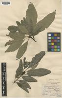 Quercus petraea (Matt.) Liebl. [family FAGACEAE]
