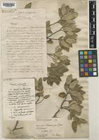 Quercus suber L. [family FAGACEAE]