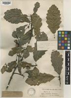 Quercus castaneifolia C.A.Mey. var. [family FAGACEAE]