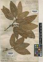 Quercus imbricaria Michx. [family FAGACEAE]