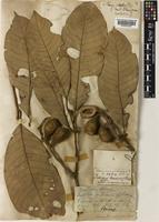 Lithocarpus maingayi Rehder [family FAGACEAE]