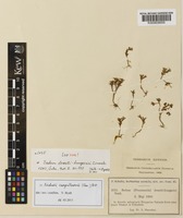 Isotype of Sedum deserti-hungarici Simonk. [family CRASSULACEAE]