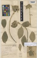 Type of Mussaenda mollis Geddes [family RUBIACEAE]
