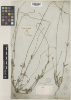 Froelichia gracilis Moq. [family AMARANTHACEAE]