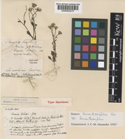 Type of Senecio leucanthemifolius Poir. var. leucanthemifolius [family COMPOSITAE]