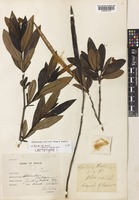 Holarrhena pubescens Wall. ex G.Don [family APOCYNACEAE]
