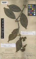 Lectotype of Micrechites furcatus Ridl. [family APOCYNACEAE]