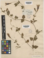 Torenia concolor Lindl. [family LINDERNIACEAE]