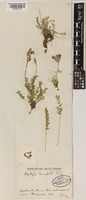 Oxytropis tachtensis Franch. [family LEGUMINOSAE-PAPILIONOIDEAE]