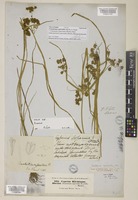 Courtoisina cyperoides (Roxb.) Soják [family CYPERACEAE]
