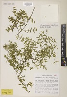 Holotype of Secamone clavistyla T.Harris & Goyder [family ASCLEPIADACEAE]