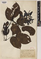 Mucuna hainanensis Hayata [family LEGUMINOSAE-PAPILIONOIDEAE]