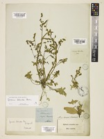 Spinacia tetrandra Steven ex M.Bieb. [family AMARANTHACEAE]
