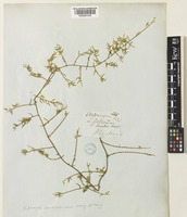 Asparagus pseudoracemosus Wang et Tang [family ASPARAGACEAE]