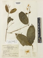 Jasminum adenophyllum Wall. ex C.B.Clarke [family OLEACEAE]
