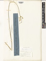 Isotype of Juncus tenax G.Forst. [family JUNCACEAE]