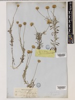 Phagnalon graecum Boiss. & Heldr. [family COMPOSITAE]