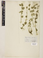 Nepeta septemcrenata Benth. [family LAMIACEAE]