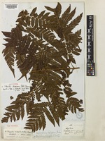 Lectotype of Ctenitis lepigera (Baker) Tagawa [family DRYOPTERIDACEAE]