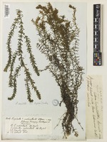 Hydrilla verticillata (L.f.) Royle [family HYDROCHARITACEAE]