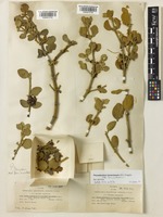 Type of Phoradendron coryae Trel. [family SANTALACEAE]