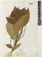 Type of Acalypha scandens Benth. [family EUPHORBIACEAE]