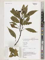 Isotype of Stockwellia quadrifida D.J.Carr, S.G.M.Carr & B.Hyland [family MYRTACEAE]