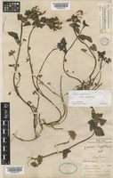 Lamium garganicum L. subsp. garganicum [family LAMIACEAE]