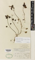 Lamium garganicum L. subsp. striatum (Sm.) Hayek [family LAMIACEAE]