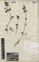 Lamium garganicum L. subsp. garganicum [family LAMIACEAE]