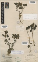 Lamium garganicum L. subsp. striatum (Sm.) Hayek [family LAMIACEAE]