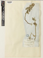 Stachys cretica L. [family LAMIACEAE]