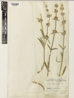 Stachys cretica L. subsp. anatolica Rech.f. [family LAMIACEAE]