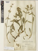 Syntype of Stachys cretica L. subsp. smyrnaea Rech.f. [family LAMIACEAE]