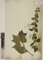 Ballota acuta Briq. [family LAMIACEAE]