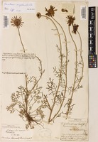 Leucanthemum monspeliense (L.) H.J.Coste [family ASTERACEAE]