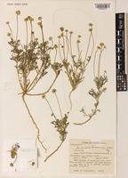 Type of Aaronsohnia factorovskyi Warb. & Eig var. ligulata [family ASTERACEAE]