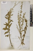 Type of Perovskia atriplicifolia Benth. [family LAMIACEAE]