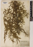 Artemisia scoparia Waldst. & Kitam. [family COMPOSITAE]