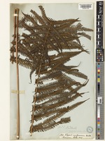 Glaphyropteridopsis erubescens (Wall. ex Hook.) Ching [family THELYPTERIDACEAE]