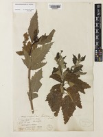 Adriana glabrata Gaudich. var. acerifolia (Hook.) Pax [family EUPHORBIACEAE]