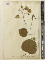 Vernicia fordii (Hemsl.) Airy Shaw [family EUPHORBIACEAE]