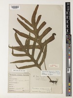 Isotype of Phymatodes banerjiana S.Pal & N.Pal [family DIPTERIDACEAE]