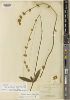 Isotype of Froelichia lanata Moq. var. paraguayensis Chodat [family AMARANTHACEAE]