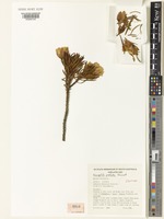 Isotype of Eremophila prolata Chinnock [family SCROPHULARIACEAE]