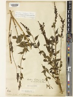 Lectotype of Buddleja lindleyana Fortune var. sinuatodentata Hemsl. [family SCROPHULARIACEAE]