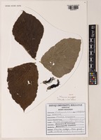 Isotype of Mucuna sanjappae Aitawade & S.R. Yadav [family LEGUMINOSAE-PAPILIONOIDEAE]