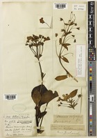Holotype of Ourisia calycina Colenso [family PLANTAGINACEAE]
